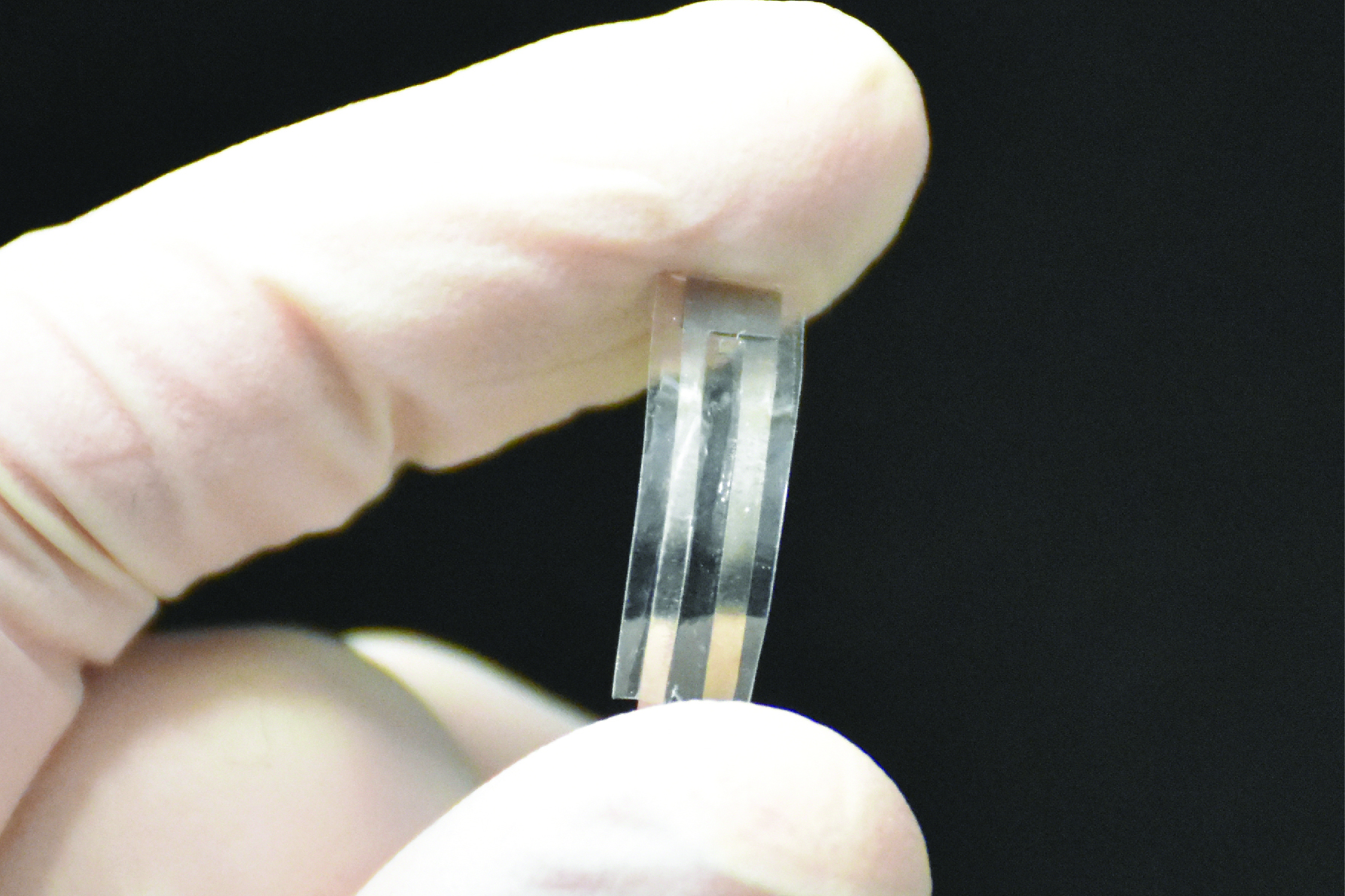 This biodegradable piezoelectric pressure sensor developed by the Nguyen Research Group at UConn could be used by doctors to monitor chronic lung disease, brain swelling, and other medical conditions before dissolving safely in a patient’s body. (Image courtesy of Thanh Duc Nguyen)