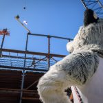 Jonathan the Husky looks on as the final beam for the new Student Recreation Center is hoisted into the air. (Peter Morenus/UConn Photo)