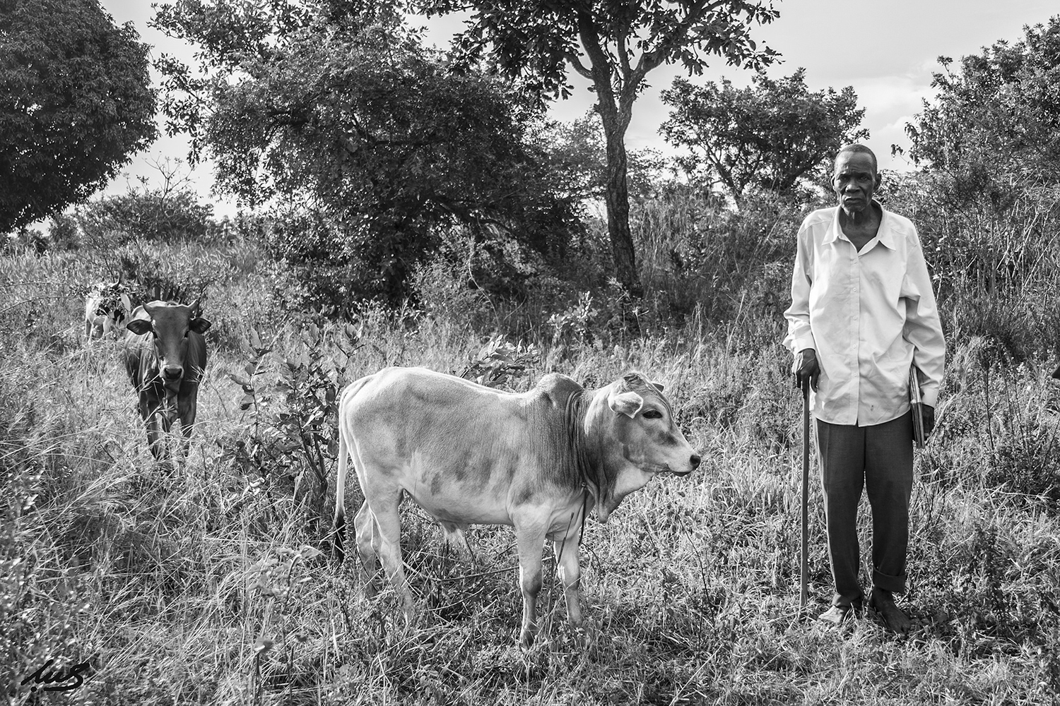 An elder with cows