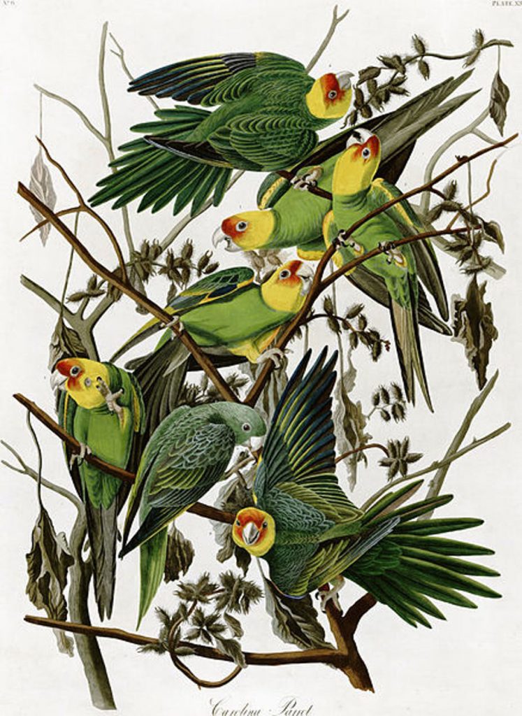 John James Audubon's 'Carolina Parakeets.' (Wikimedia Commons)
