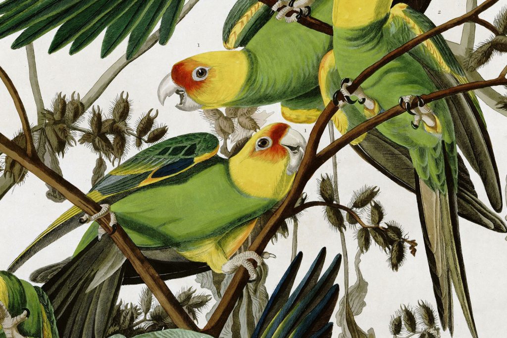 The last recorded Carolina parakeet (Conuropsis carolinensis) died nearly 100 years ago. (Wikimedia Commons)