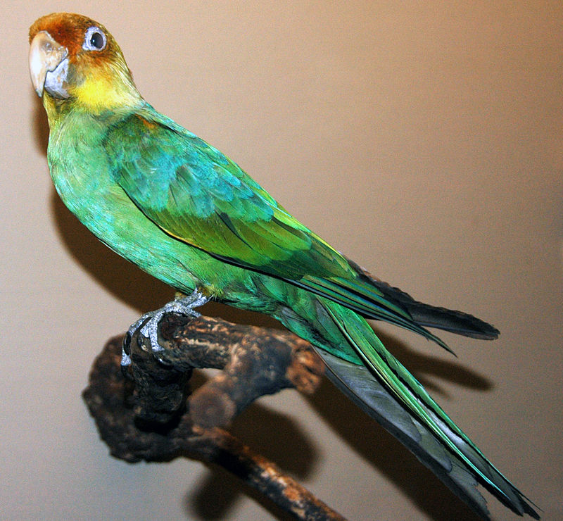 Conuropsis carolinensis (Linnaeus, 1758), the extinct Carolina parakeet, is on public display at the Field Museum of Natural History in Chicago, Illinois. (Wikimedia Commons)