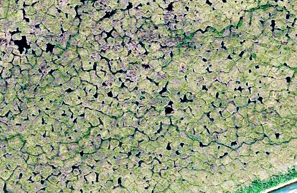 At first glance, the high-resolution satellite images of the Arctic tundra look like the lacy skin of a cantaloupe melon. But this characteristic feature of the tundra is perfect for studying the rapidly changing landscape of the region using remote sensing technologies. (Chandi Witharana)