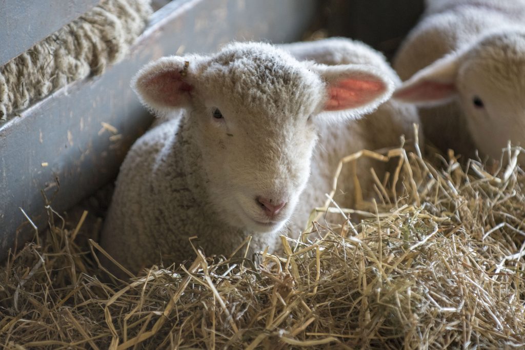 It's a busy time of year over at UConn's animal barns, with newborn lambs arriving almost every day. (Garrett Spahn ’18 (CLAS)/UConn Photo)