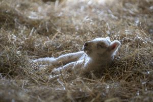 It's a busy time of year over at UConn's animal barns, with newborn lambs arriving almost every day. (Garrett Spahn ’18 (CLAS)/UConn Photo)