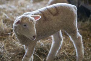 Unlike most of UConn's farm animals, which are accessible to the public, the sheep and lambs are accessible only to the students and staff who take care of them. (Garrett Spahn ’18 (CLAS)/UConn Photo)
