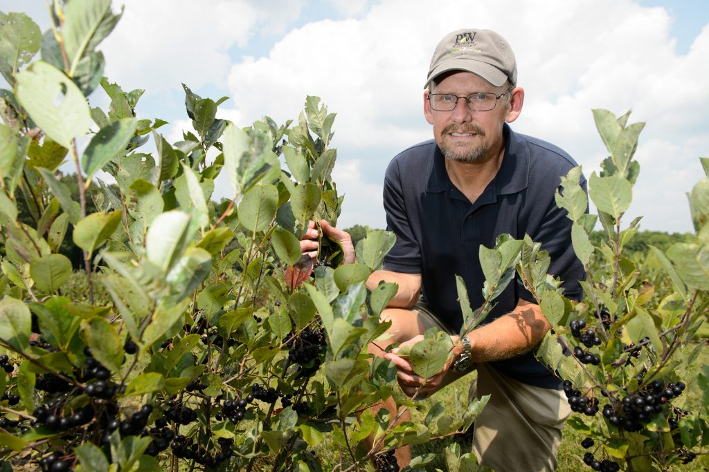 Mark Brand, professor of plant science and landscape architecture, with Aaonia berries growing at the Plant Science Research Farm on Aug. 9, 2012. (Peter Morenus/UConn Photo)
