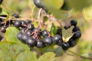 Aronia berries growing at the Plant Science Research Farm on Aug. 9, 2012. (Peter Morenus/UConn Photo)