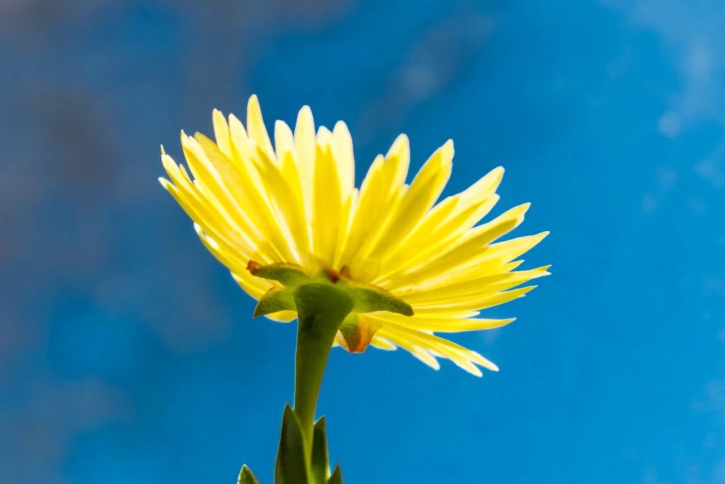 A flower opening to the sunlight, symbolizing the fresh start mindset.