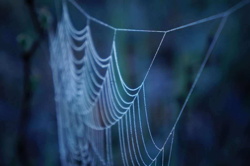 Close-up of a spider web. A UConn materials science team has developed an innovative composite for healing broken load-bearing bones based on a protein found in the silk fibers spun by spiders. (Getty Images)