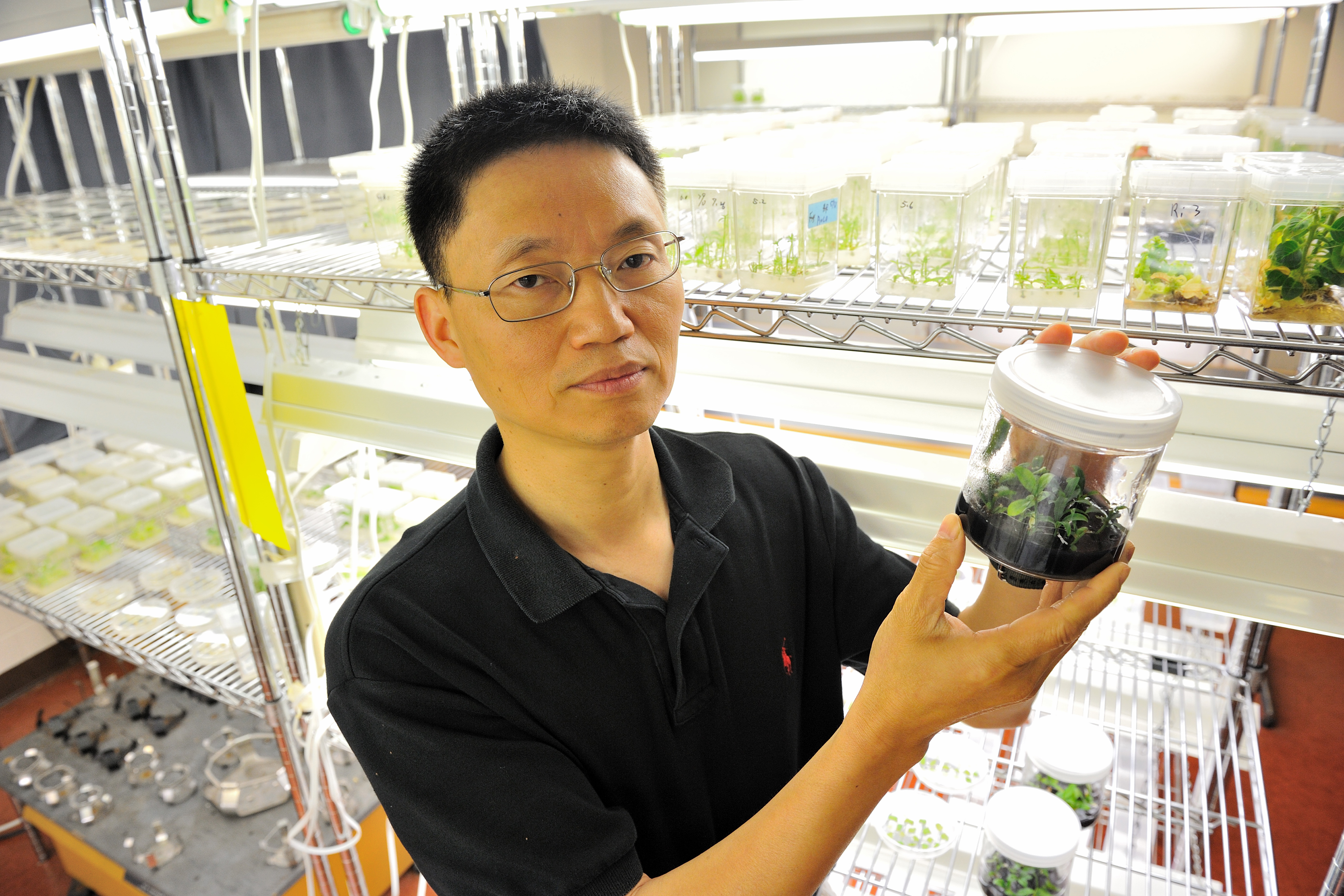 Yi Li, professor of plant science and landscape architecture with a burning bush plant at his lab. (UConn File Photo)
