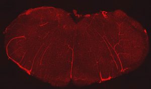 The extensive network of blood vessels in the brainstem. Endothelial cells, indicated in red , line all blood vessels and show just how vascular the brainstem truly is. (Photo provided by the Mulkey Lab/UConn Photo)