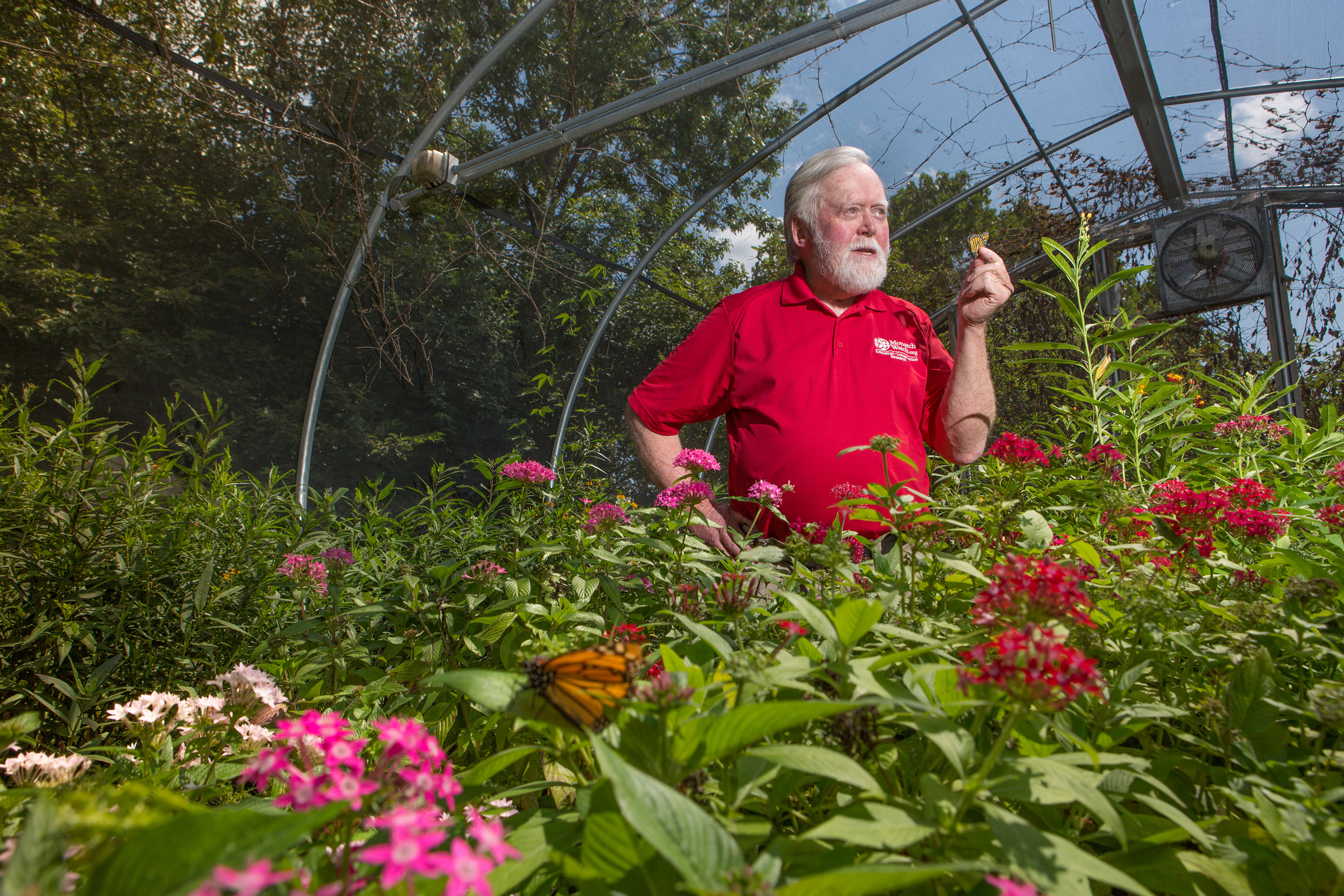 UConn alum Orley R. 'Chip' Taylor ’66 MS, ’70 Ph.D., wants everyone to plant a little milkweed and bring back the quickly disappearing monarch butterfly. (Photo courtesy of the University of Kansas/Marketing Communications)