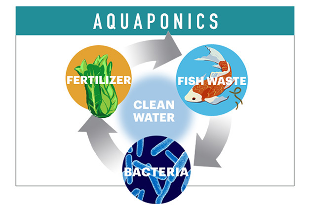 An aquaponics system enables farmers to grow more in less space, using the closed loop and symbioses between plants, animals, and bacteria. (John Bailey/UConn Illustration)