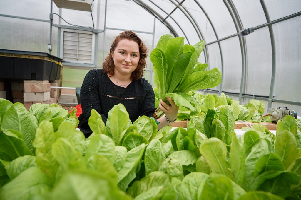 Kelly Pfeiffer ’18 (CLAS) examines aquaponic lettuce growing in a greenhouse at the Spring Valley Student Farm on April 27, 2018. (Peter Morenus/UConn Photo)