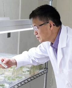Yi Li inspects his CRISPR-altered plants in his lab. (Xiaojing Wang, CC BY-SA)