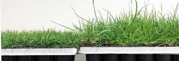 The shorter lawn grass on the left (perennial ryegrass) needs to be mowed less frequently than its conventional counterpart, shown on the right. The shorter grass was produced using a traditional plant breeding technique. Yi Li is currently using the CRISPR technique to create grasses of other species that require less maintenance. (Yi Li, CC BY-SA)