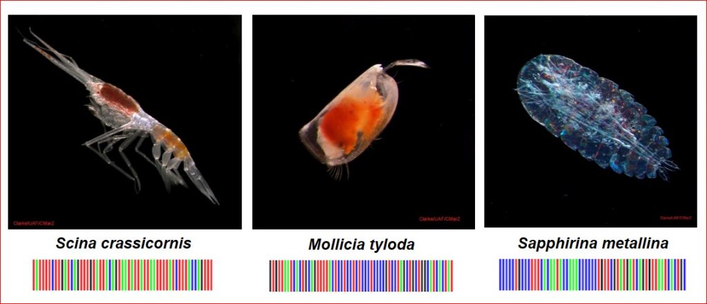 DNA barcoding entails identifying the species by microscopic examination, taking a photograph of the specimen (ideally while alive), and sequencing the COI barcode gene region. Ann Bucklin, CC BY-ND