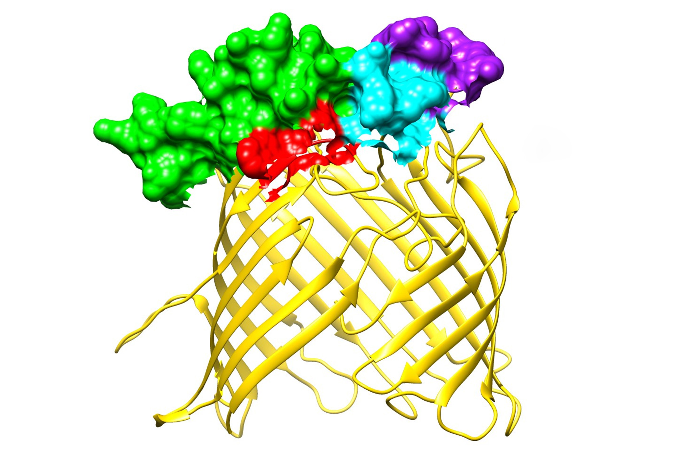 The syphilis-causing bacteria T. pallidum sports this protein on its outer surface. The gold ribbons show the barrel-shaped portion. The green, red, blue, and purple sections stick out and can be recognized by the immune system. They, or similar portions of other surface proteins, are potential targets for a vaccine. (UConn Health Spirochete Lab Illustration)