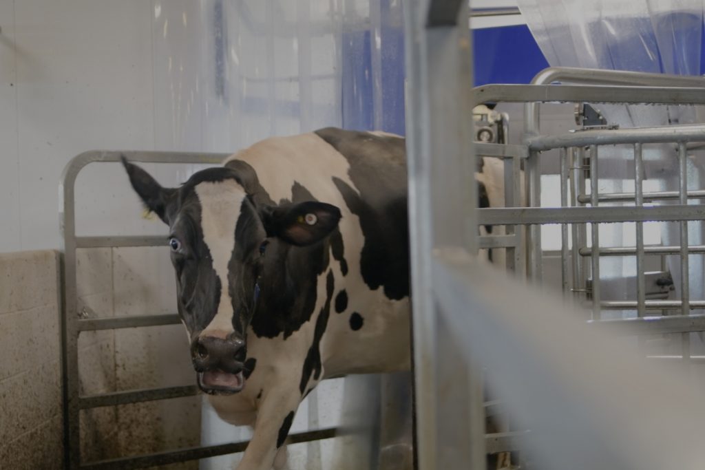 UConn's cows can now choose when to be milked and are generally more contented as a result. (Elizabeth Caron/UConn Video)