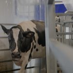 The University of Connecticut became one of the first universities in the United States to adopt robotic milking technology that allows the cows to choose when to be milked and collects research data at the same time. (Elizabeth Caron/UConn Video)