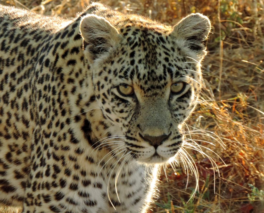 Photo of leopard in South Africa.