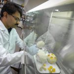 Researcher Kumar Venkitanarayanan has found that probiotics are more effective than chlorine to disinfect cantaloupes. (Sean Flynn/UConn Photo)