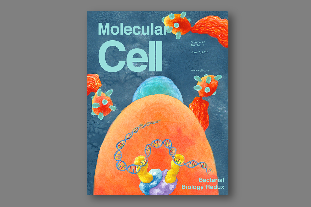 Cover art for the issue of the journal Molecular Cell. (Hayley Joyal '18 (SFA))