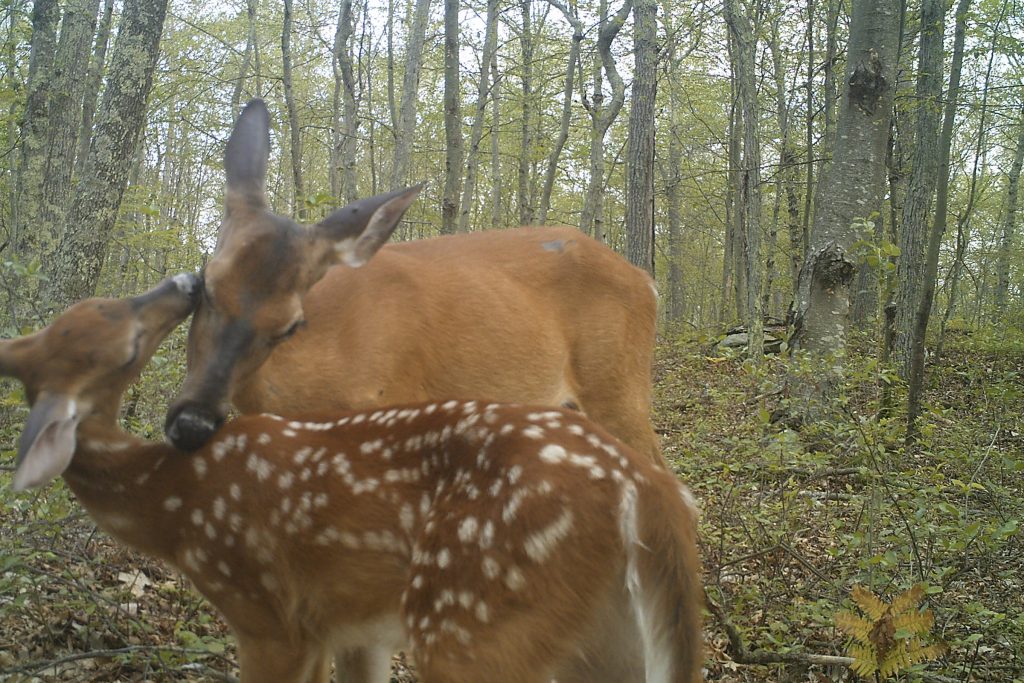 A female deer and her fawn are captured on camera by UConn researchers, part of a project to gather abundance data on the state's deer population. (Jennifer Kilburn/UConn Photo)