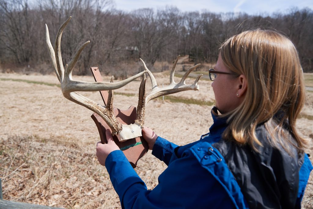 Researcher Tracy Rittenhouse holds a set of deer antlers from around 1940, a specimen from UConn's Biodiversity Research Collections. She says when deer densities are low, food is plentiful and then males grow large antlers. Since deer densities were low in the early 1940s, these antlers are very large compared to what is typically seen in Connecticut now. (Peter Morenus/UConn Photo)