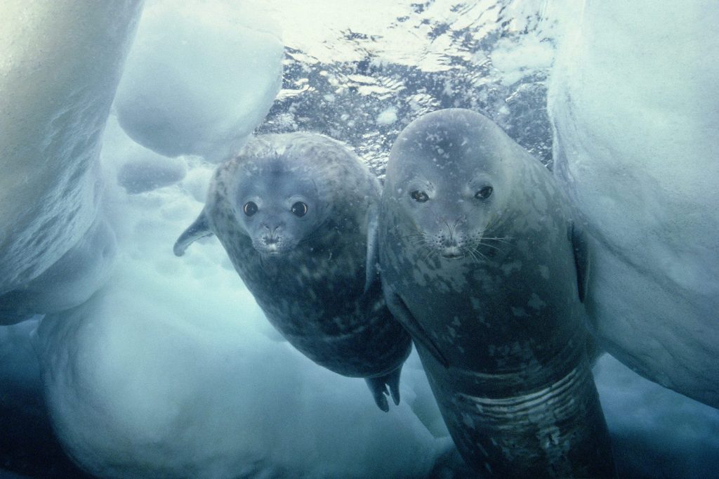 Weddell seals diving under the ice. (changehali via Wikimedia Commons)