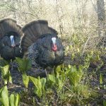 Wild turkeys are captured on camera by UConn researchers, part of a project to gather abundance data on the state's animal populations. (Jennifer Kilburn/UConn Photo)