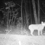 Bobcat at night. (Jennifer Kilburn/UConn Photo)