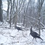 Wild turkeys in winter. (Jennifer Kilburn/UConn Photo)