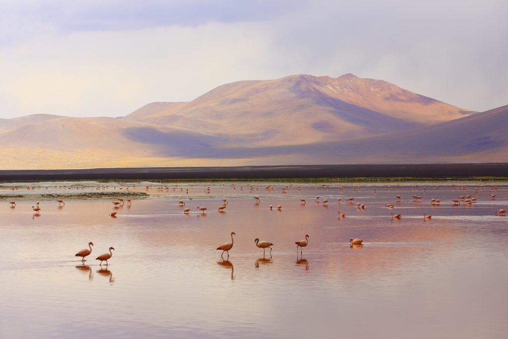 Red lake reflection, Andean Flamingos birds in the Bolivian Andes. (Photo/Getty Images)