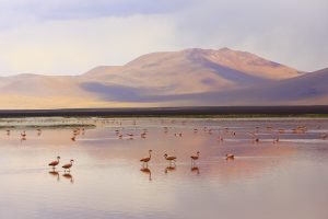 Red lake reflection, Andean Flamingos birds in the Bolivian Andes. (Photo/Getty Images)