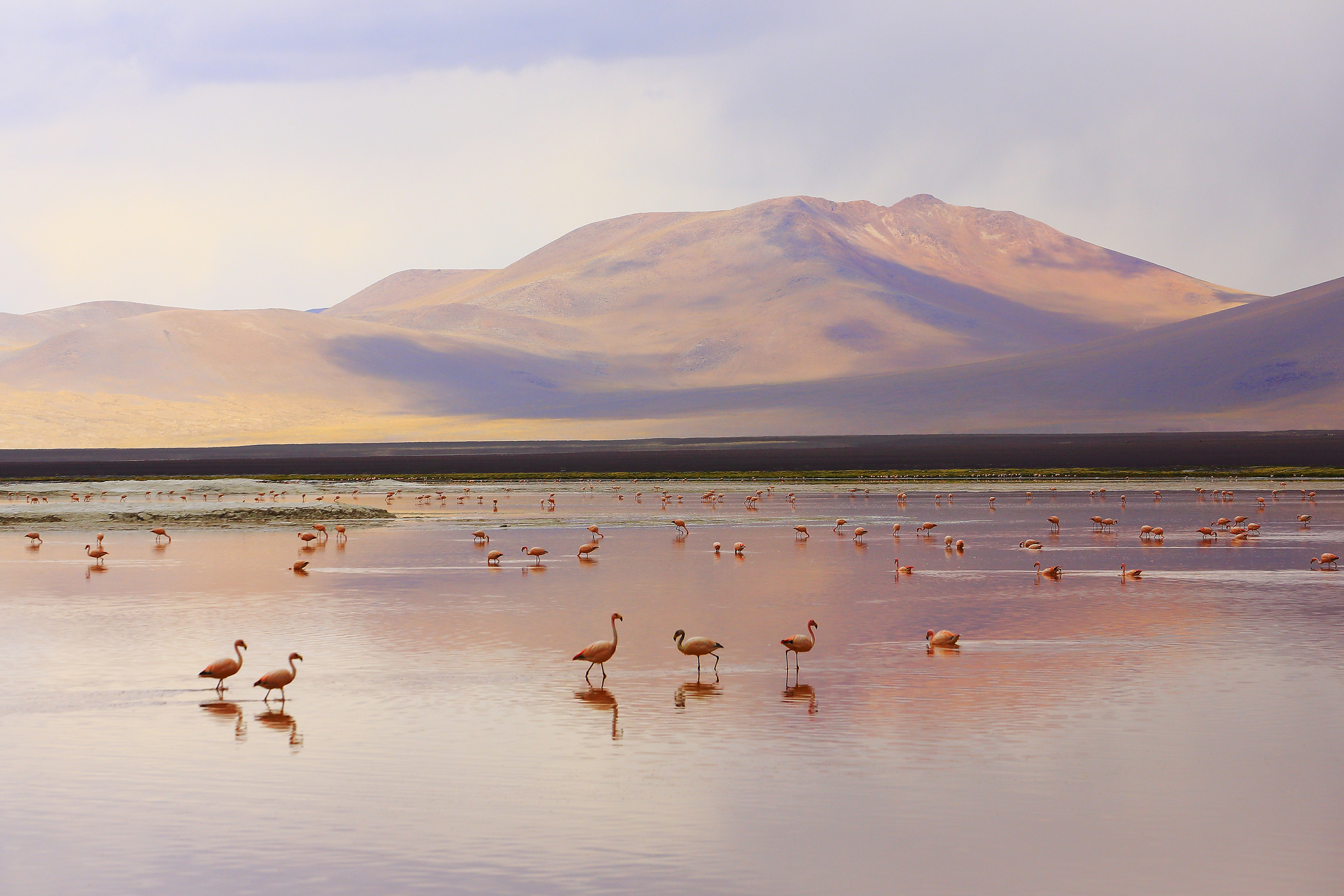 Impressive Laguna colorada - Red lake reflection, Flamingos birds and Idyllic Altiplano Atacama Desert, Volcanic landscape panorama – Potosi region, Bolivian Andes, Bolívia - UConn Today