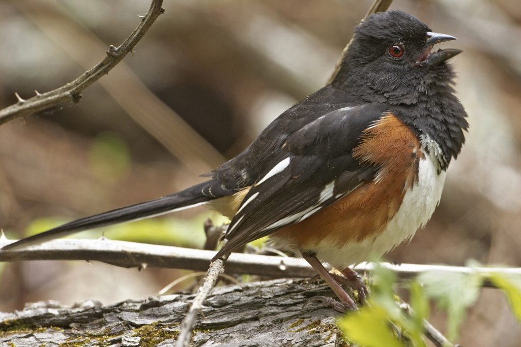 A towhee singing. (Mark Szantyr Photo)