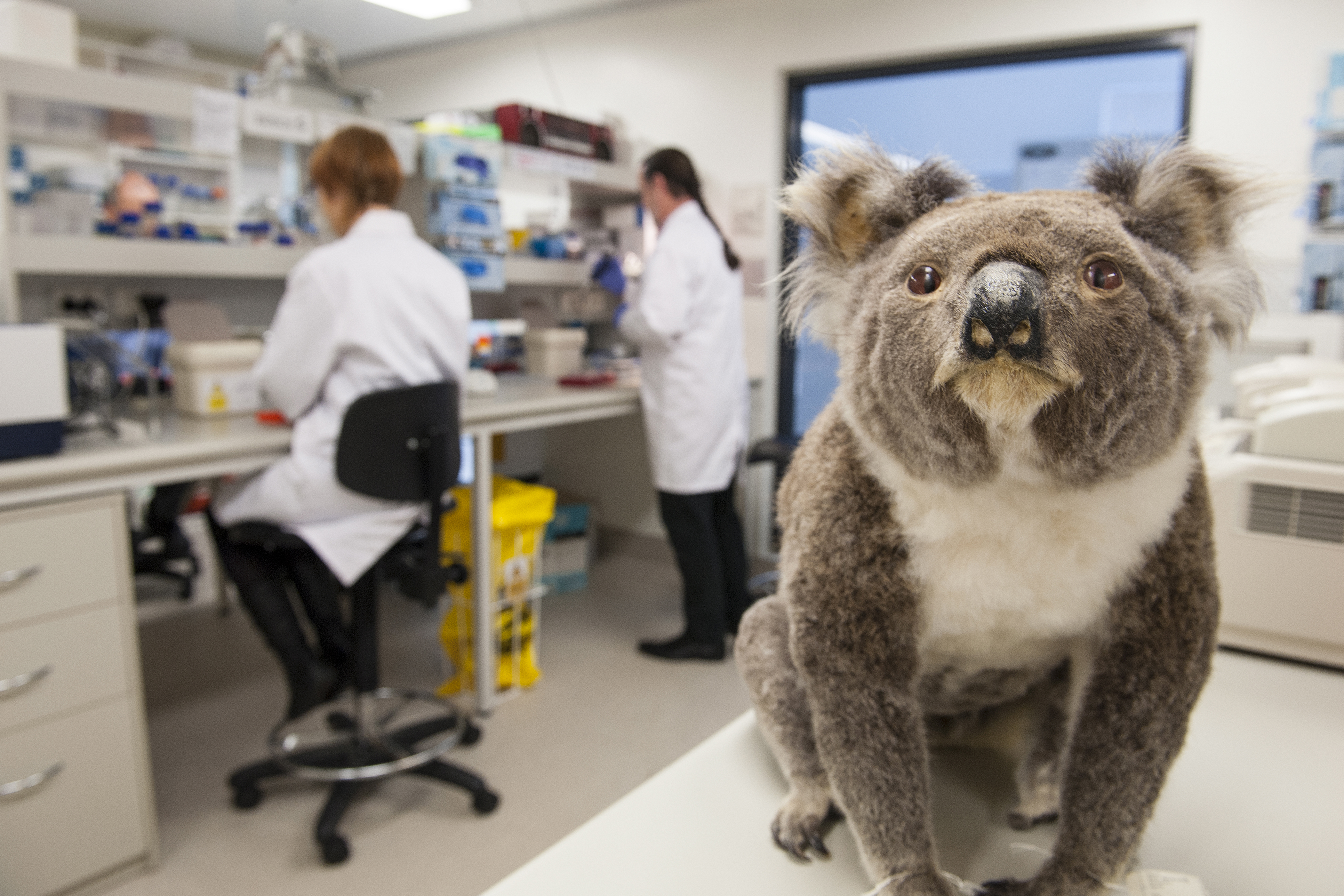 A koala in the DNA lab at the Australian Museum Research Institute. (Stuart Humphreys/Australian Museum Photo)