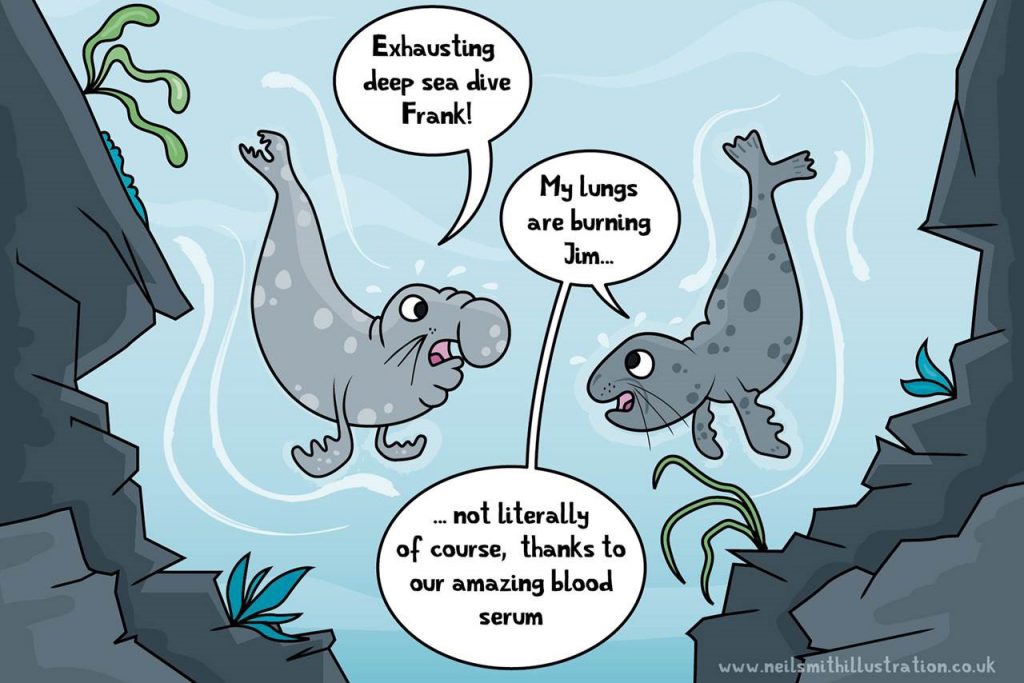 Researchers looking into why seals don't experience damage to their lungs when they take a deep-sea dive found the answer in their blood serum. (Neil Smith Illustration, reproduced with permission from Journal of Experimental Biology doi:10.1242/jeb.178491)