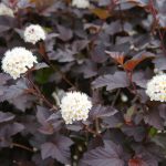 Ninebark (Physocarpus opulifolius diabolo) with white flowers, a native species. (Getty Images)