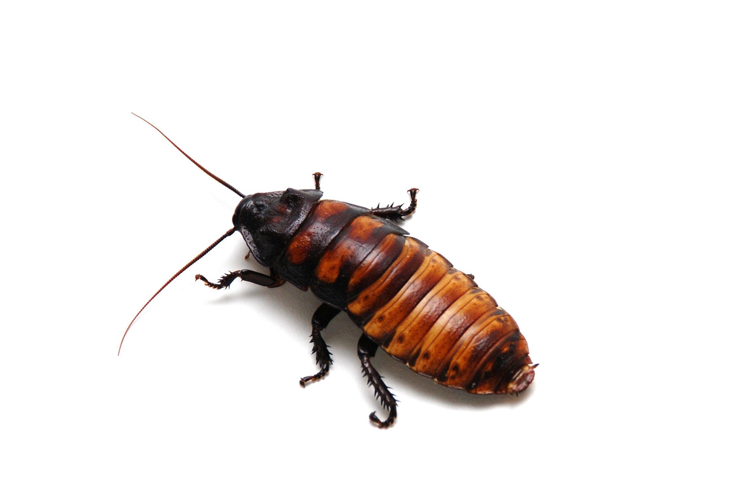 A Madagascar hissing cockroach. (Getty Images)