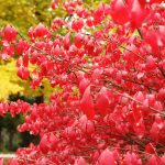 Burning Bush (Euonymus alatus) with fall foliage, an invasive species. (Getty Images)