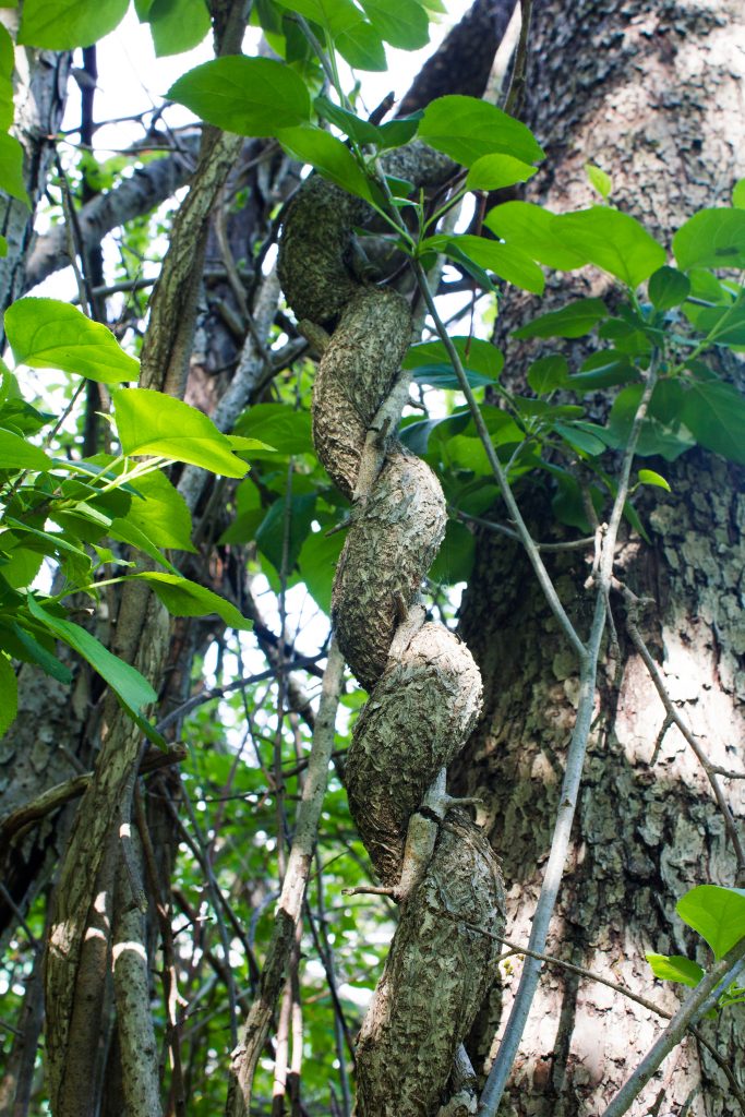 An Oriental Bittersweet vine wound around several tree branches. In Connecticut, the vine is an invasive species. (Getty Images)