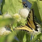 Buttonbush flowers visited by a Tiger Swallowtail butterfly. Buttonbush (Cephalanthus occidentalis) is a native species. (Getty Images)