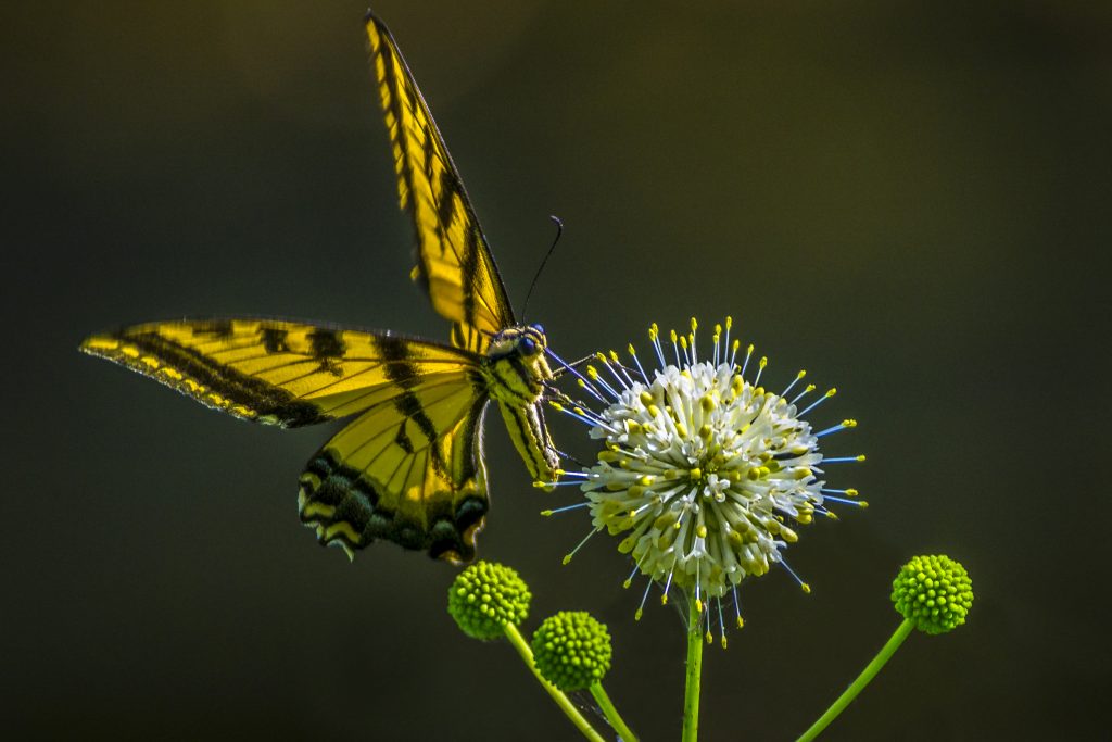 Swallowtail butterfly on a buttonbush blossom. (Getty Images)