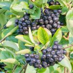 Black chokeberry (Aronia melanocarpa) with ripe berries, a native species. (Getty Images)