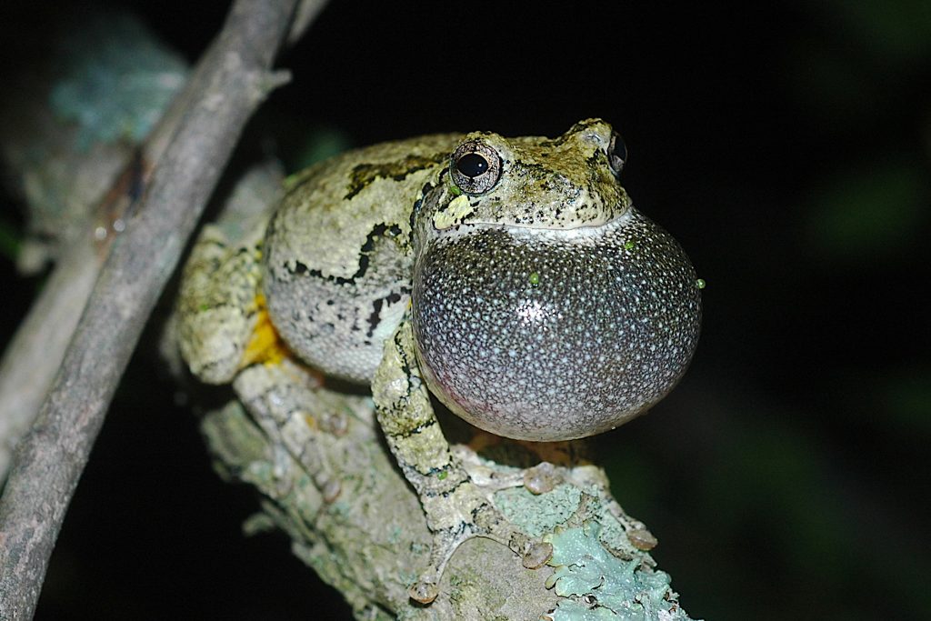 A gray tree frog calling. (Kurt Schwenk/UConn Photo)