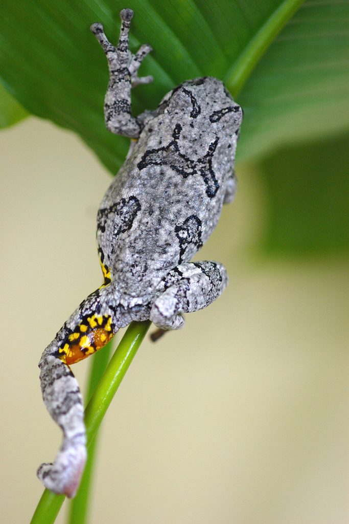 A gray tree frog climbing. (Kurt Schwenk/UConn Photo)