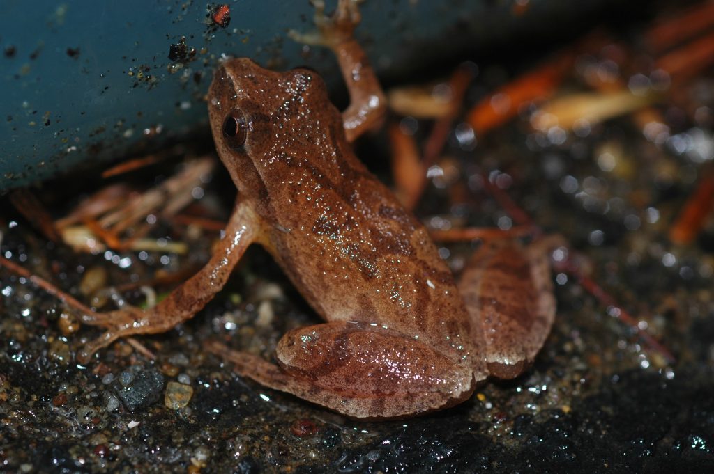 A spring peeper, Pseudacris crucifer. (Kurt Schwenk/UConn Photo)